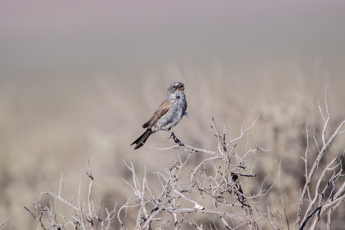 Sagebrush Sparrow - ML465843741