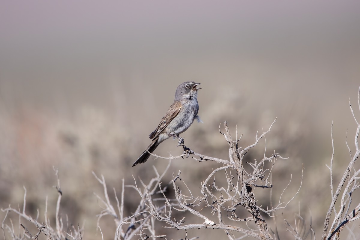 Sagebrush Sparrow - ML465843751