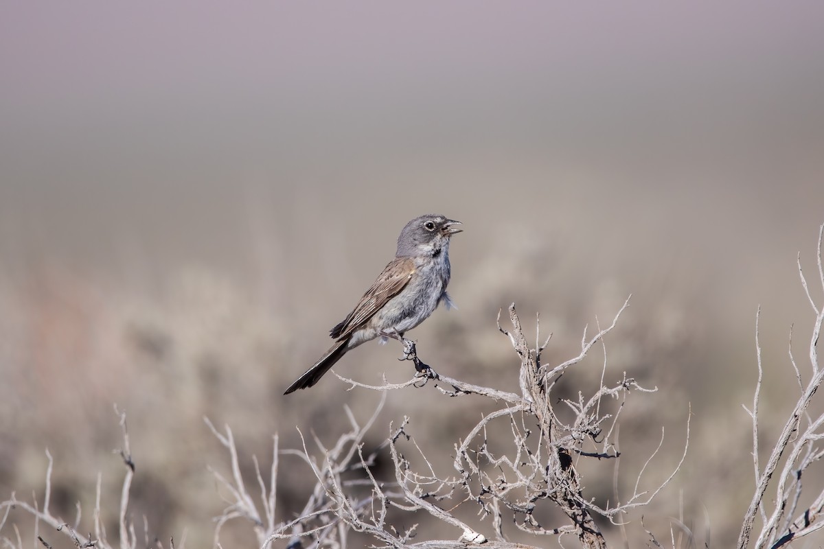 Sagebrush Sparrow - ML465843771