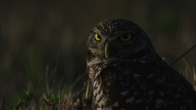 Burrowing Owl (Florida) - ML465844