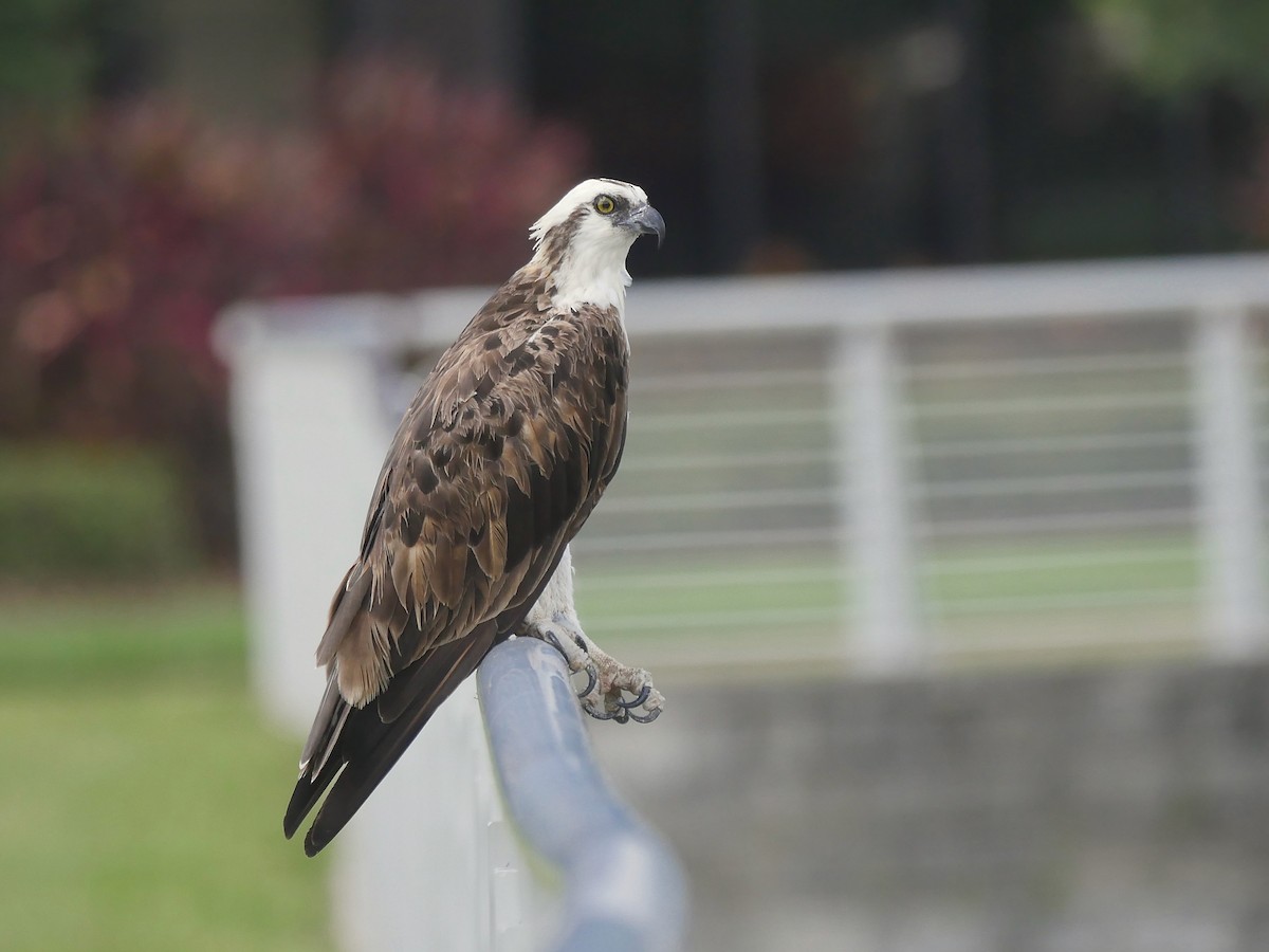 Osprey - ML465844621