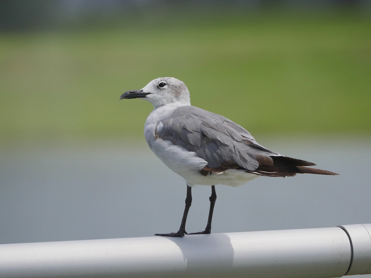 Laughing Gull - ML465844731