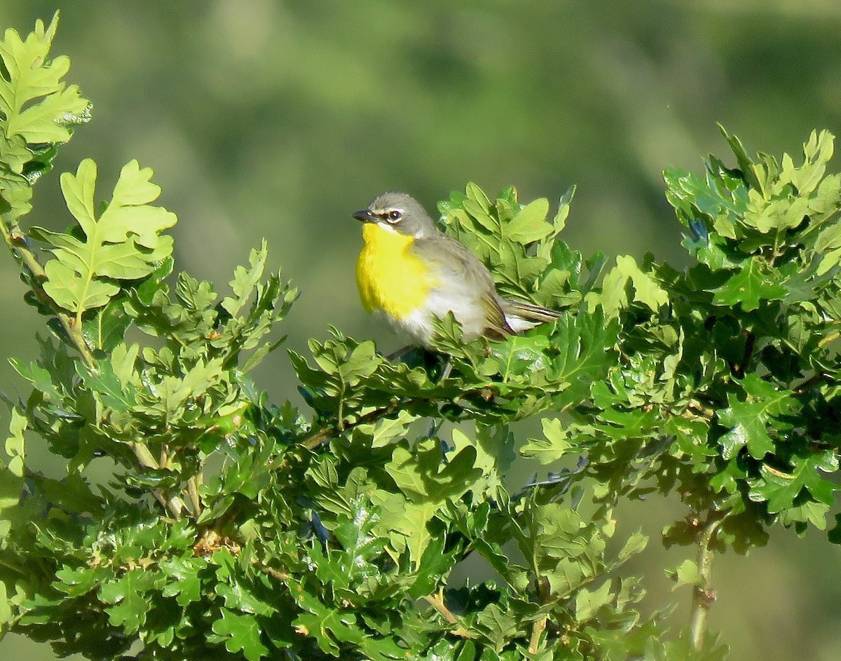 Yellow-breasted Chat - Shawneen Finnegan