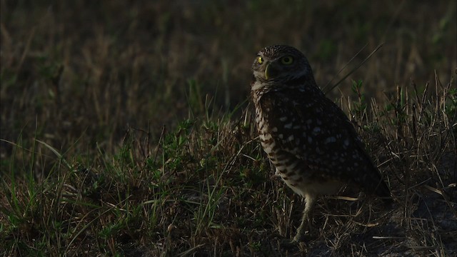 Burrowing Owl (Florida) - ML465845