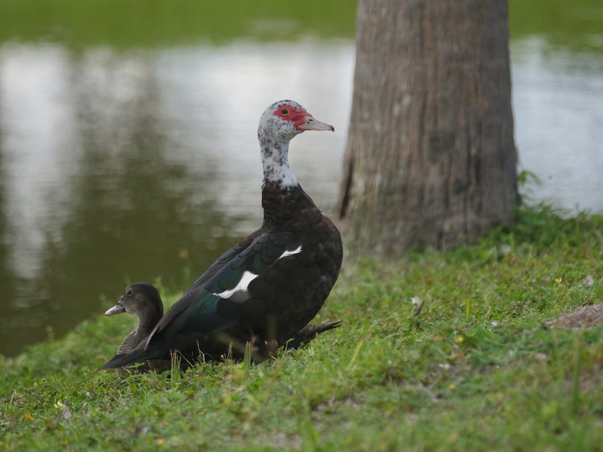 Muscovy Duck (Domestic type) - ML465845151