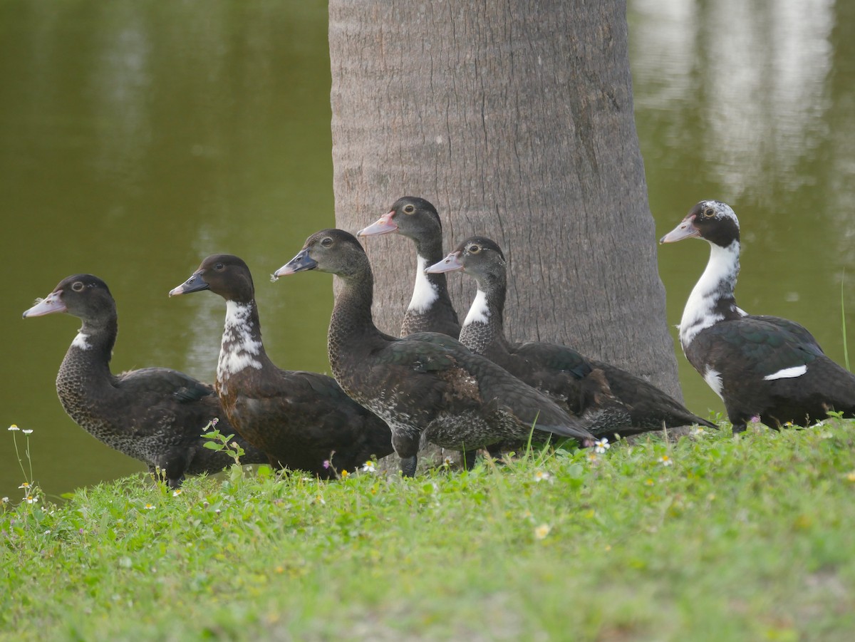 Muscovy Duck (Domestic type) - Jeffrey Thomas