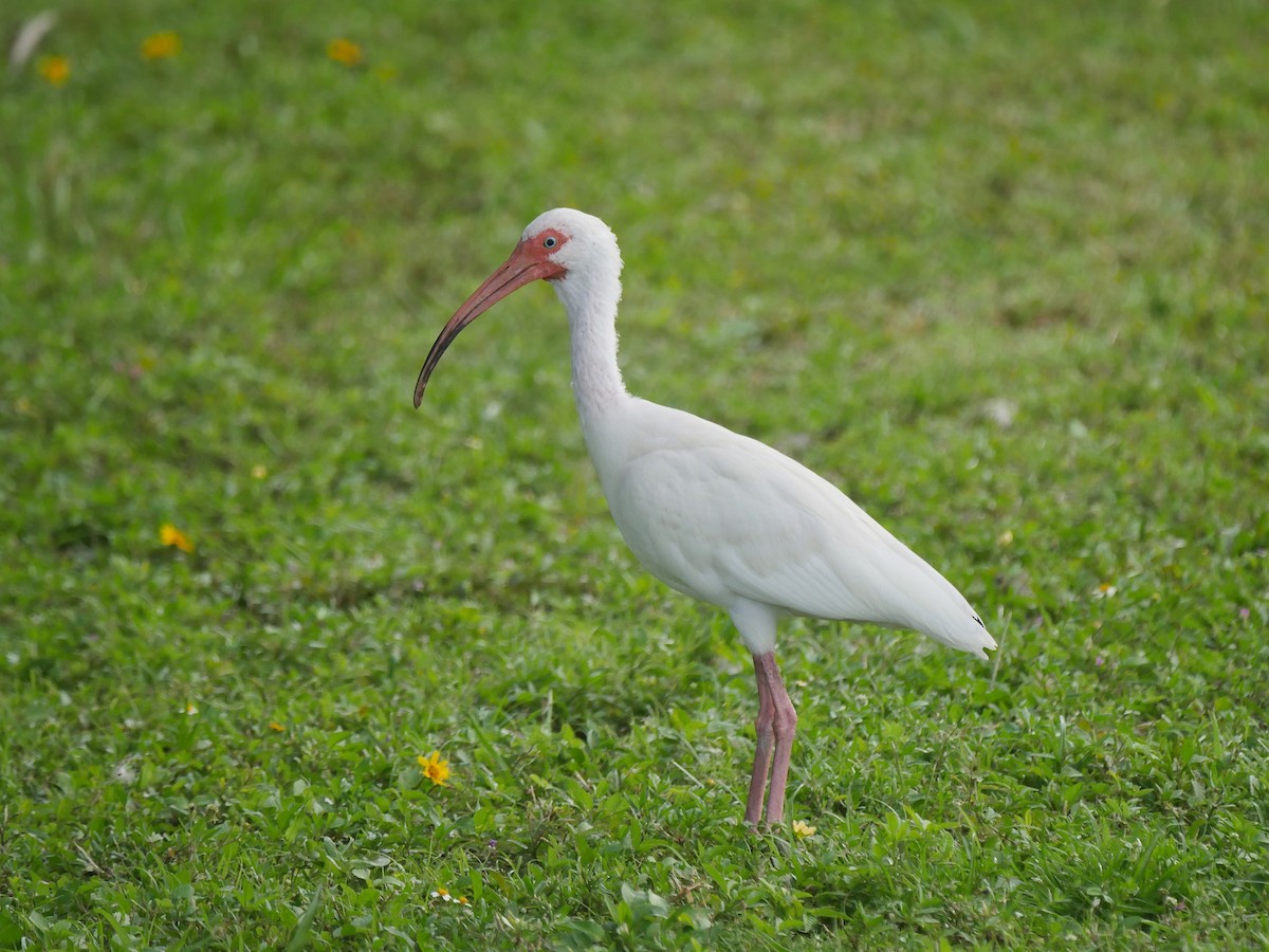 White Ibis - ML465845251