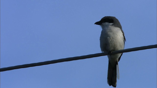 Loggerhead Shrike - ML465846