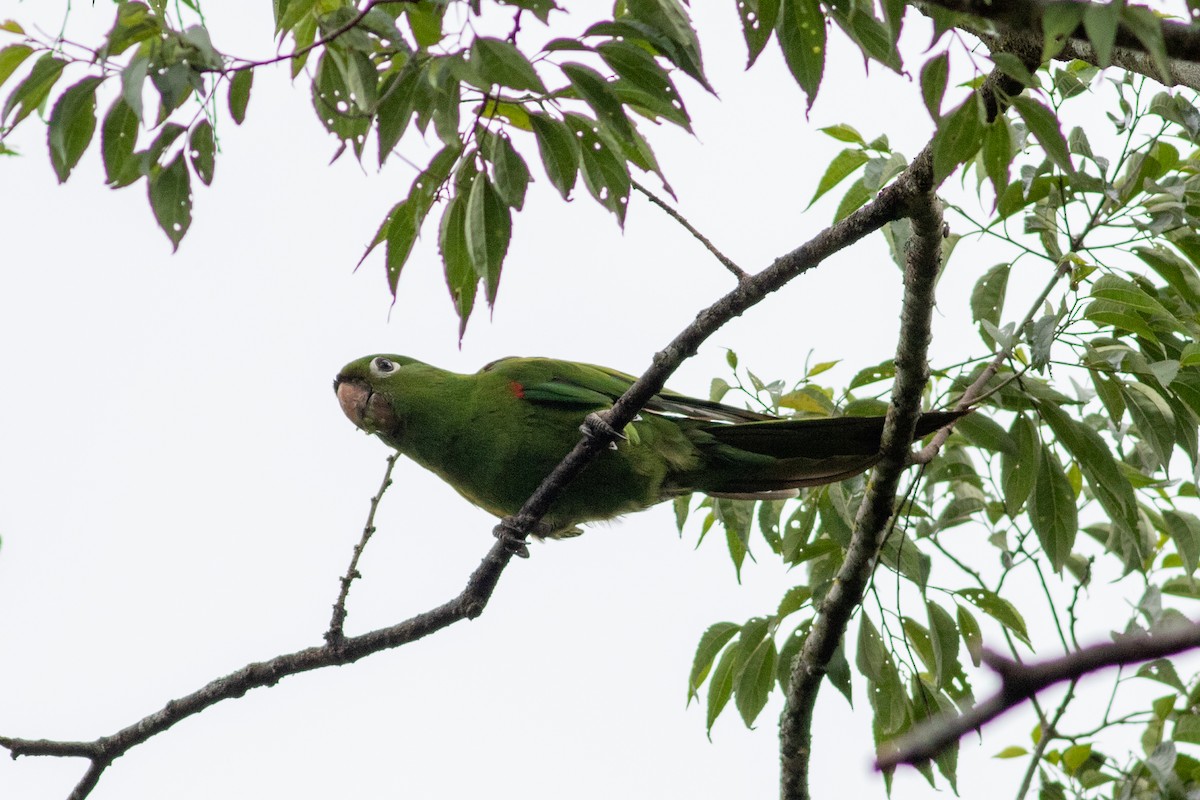 aratinga hispaniolský - ML465846221