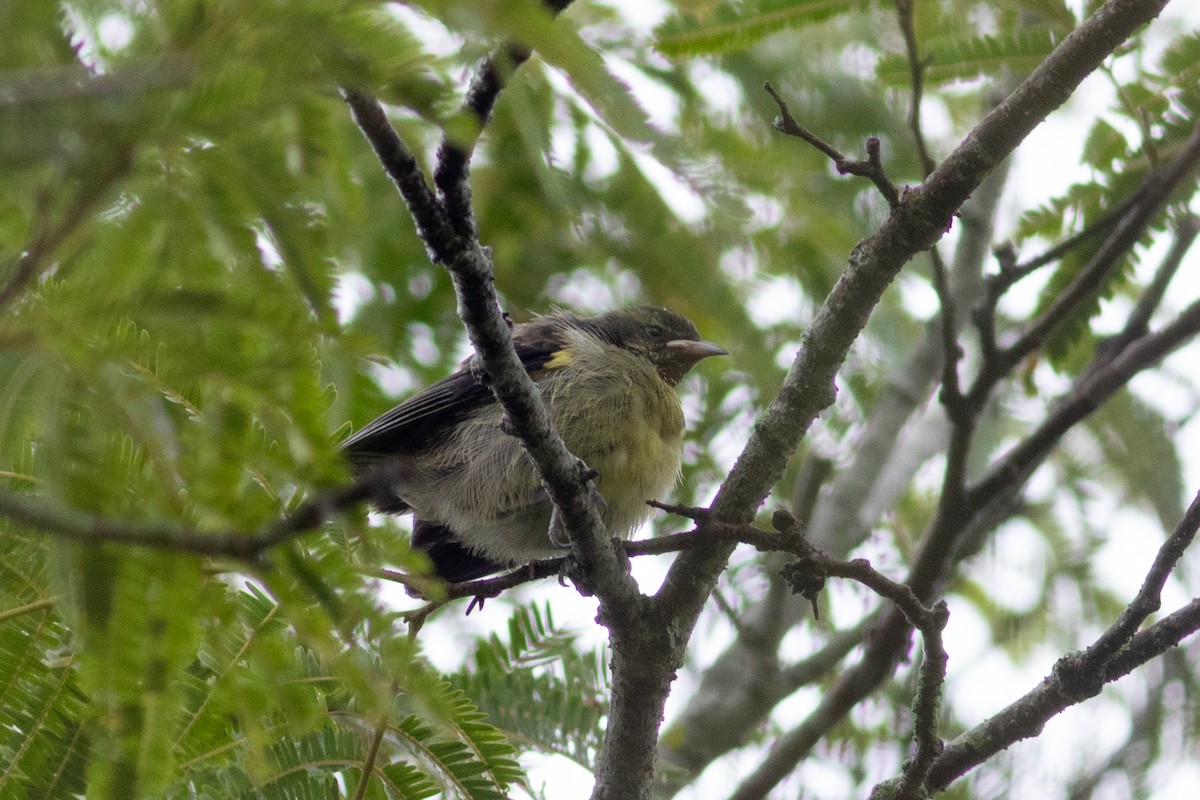 Bananaquit (Greater Antillean) - ML465846281