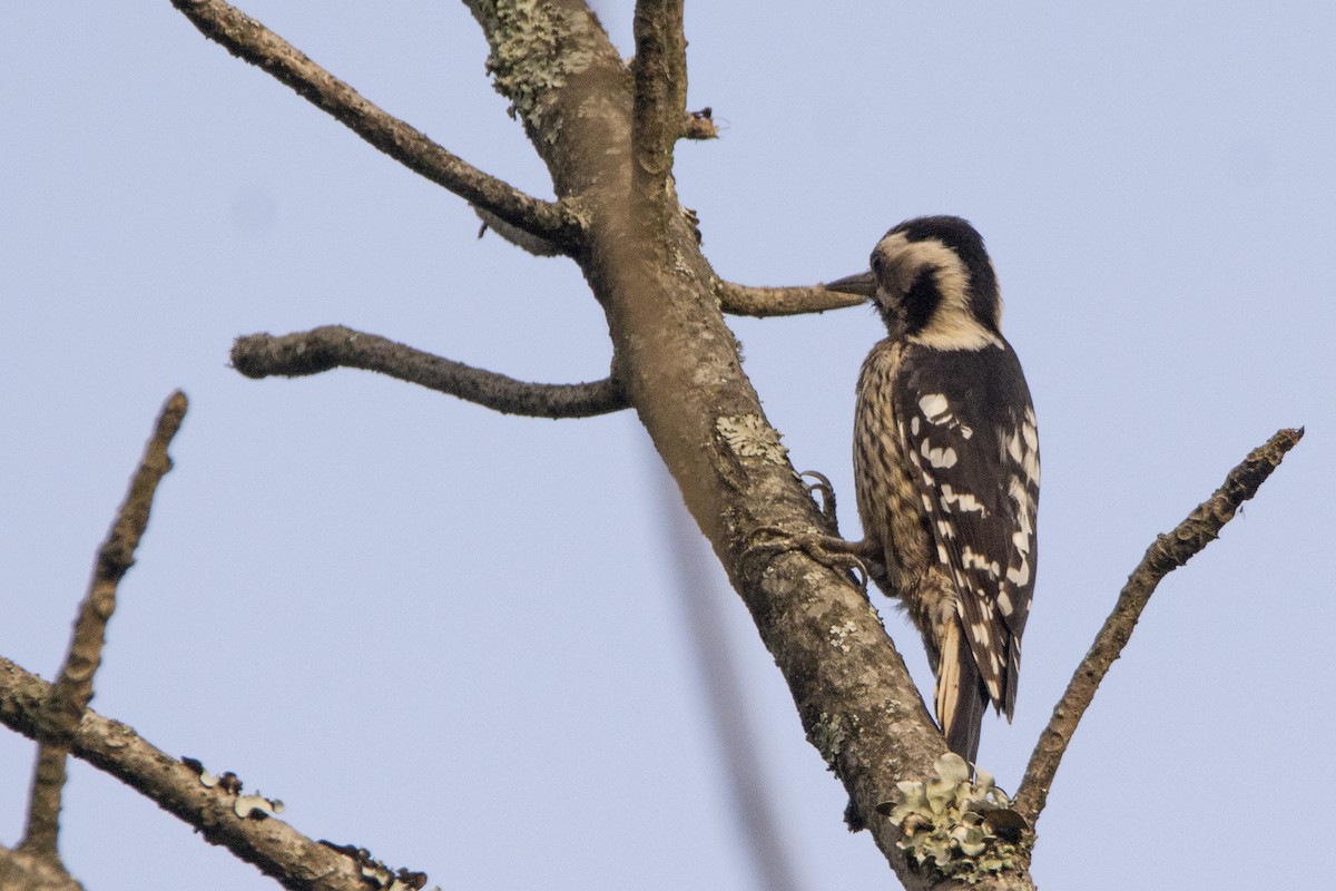 Gray-capped Pygmy Woodpecker - ML465846941