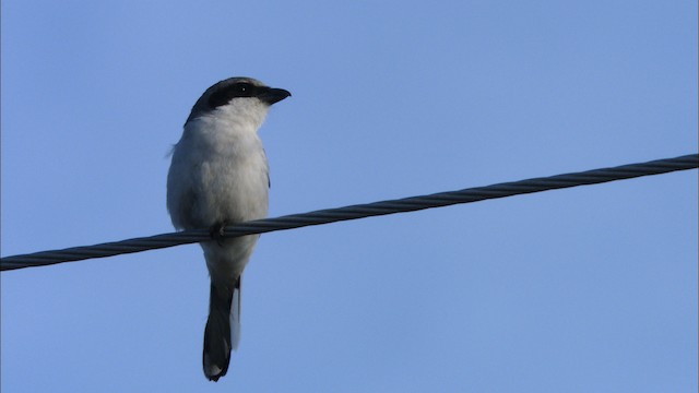 Loggerhead Shrike - ML465847