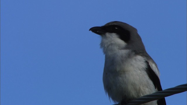 Loggerhead Shrike - ML465848