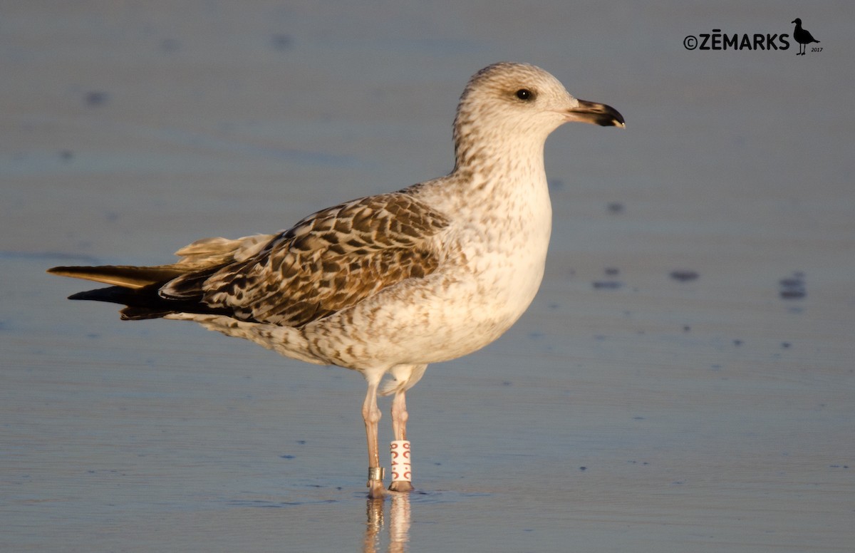 Lesser Black-backed Gull - José Marques