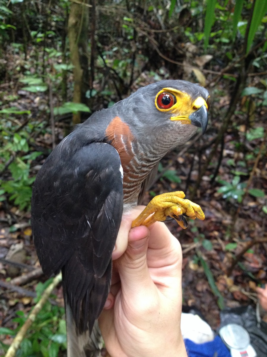 Chestnut-flanked Sparrowhawk - ML46584881