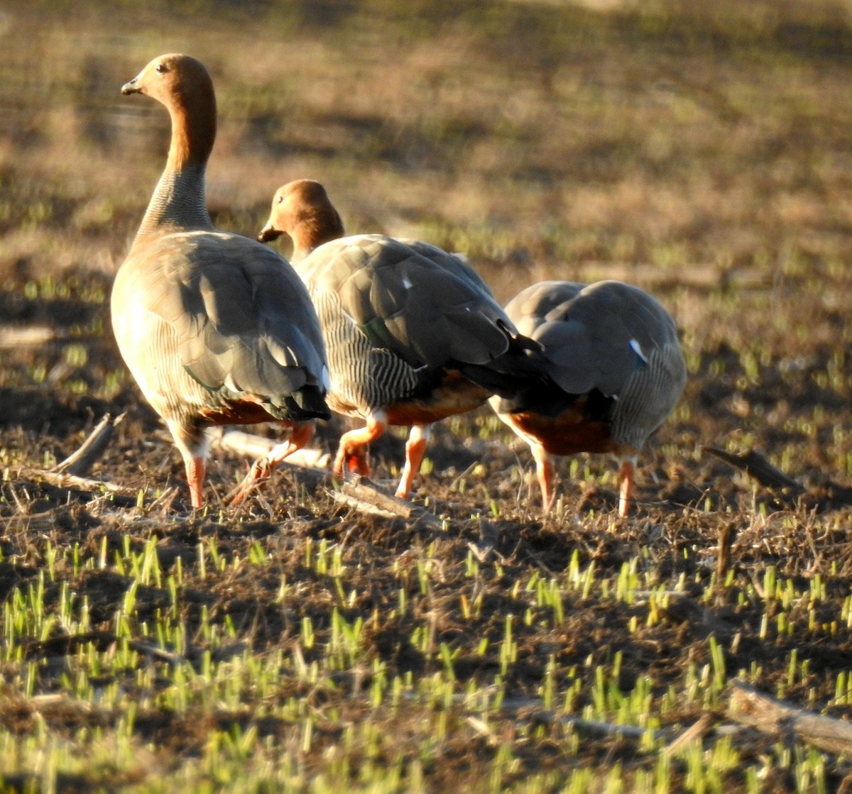 Ruddy-headed Goose - Luis Alejandro Duvieilh