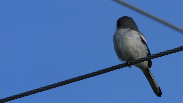 Loggerhead Shrike - ML465850