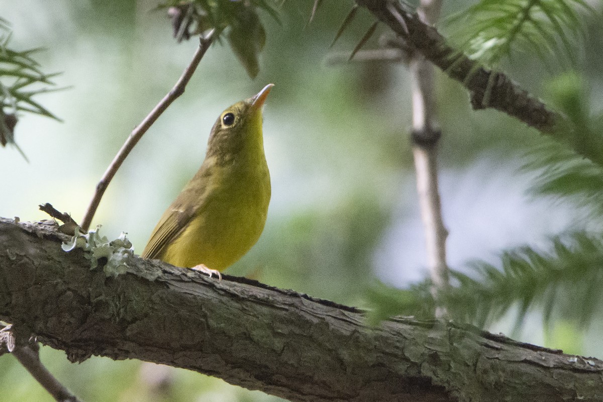 Alström's Warbler - ML465850401