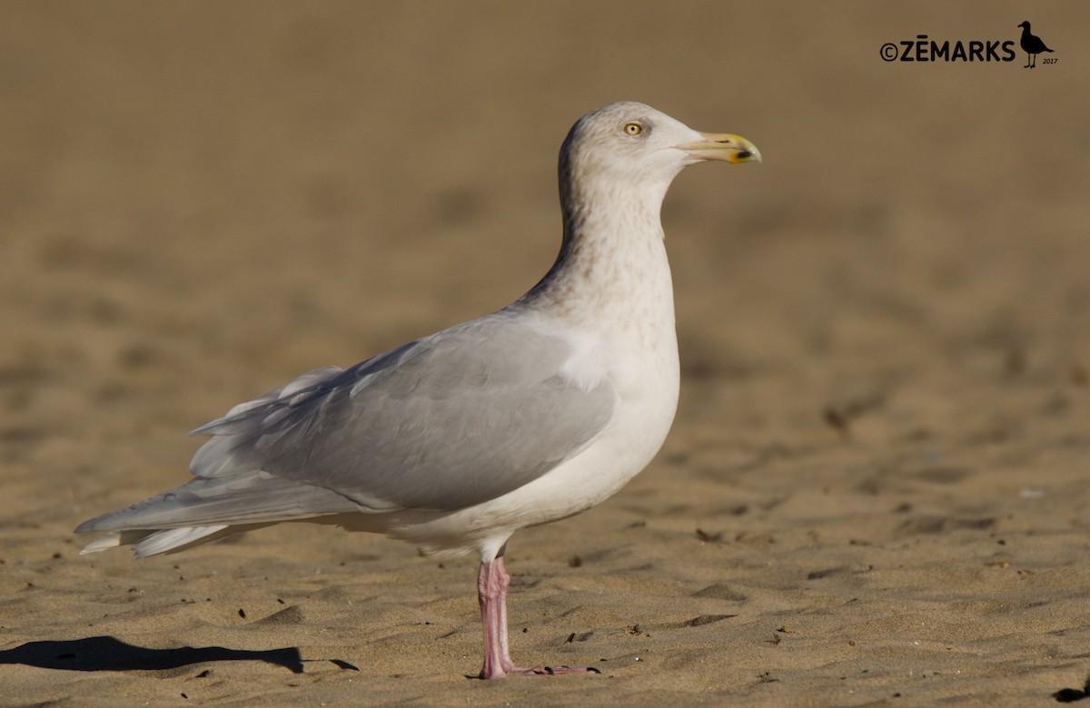 Glaucous Gull - José Marques