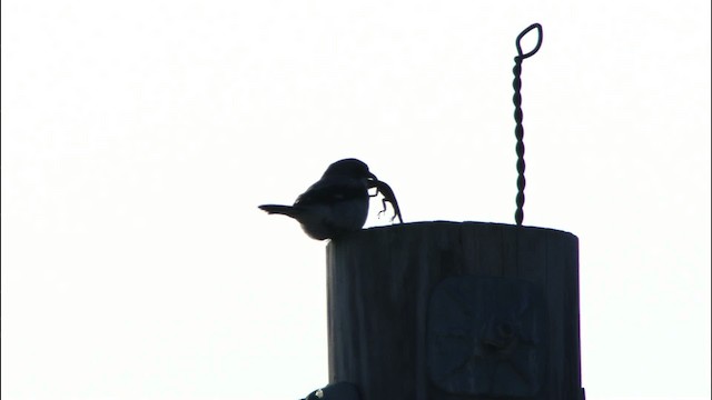 Loggerhead Shrike - ML465851