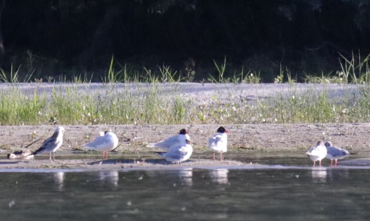 Mediterranean Gull - ML465851951