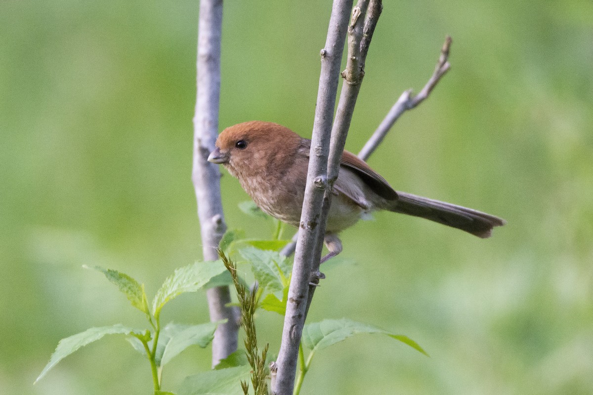 Vinous-throated Parrotbill - Miguel Rouco