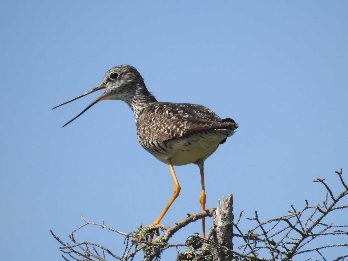 Greater Yellowlegs - ML465852841