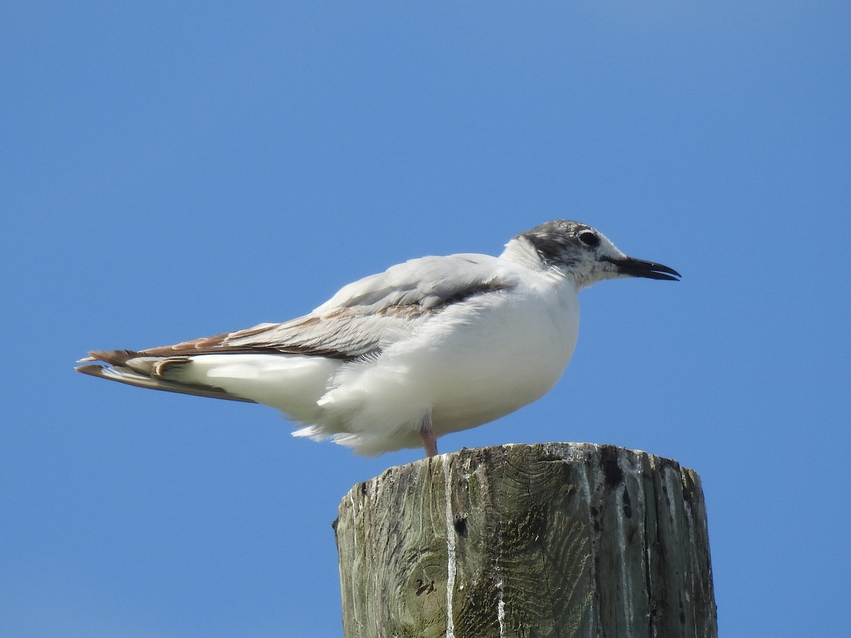 Bonaparte's Gull - ML465853041