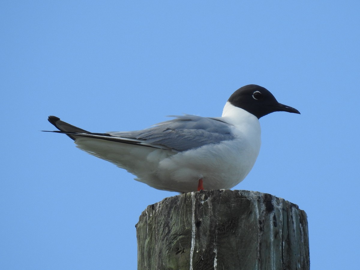 Bonaparte's Gull - ML465853121