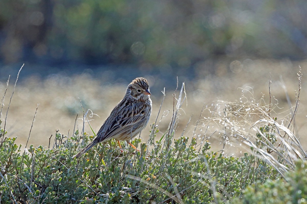 Vesper Sparrow - ML46585331