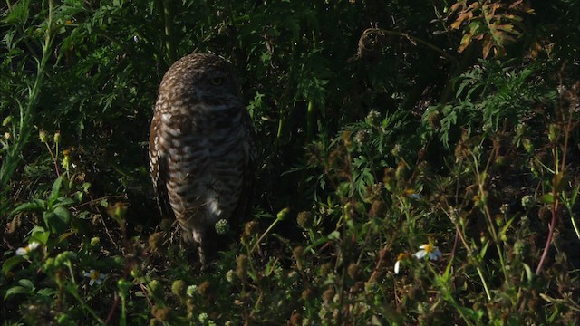 Burrowing Owl (Florida) - ML465855
