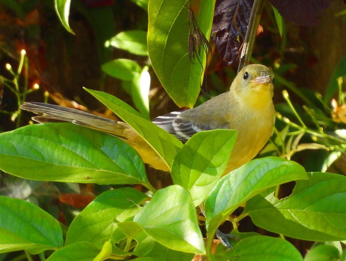 Hooded Oriole - Nick & Jane