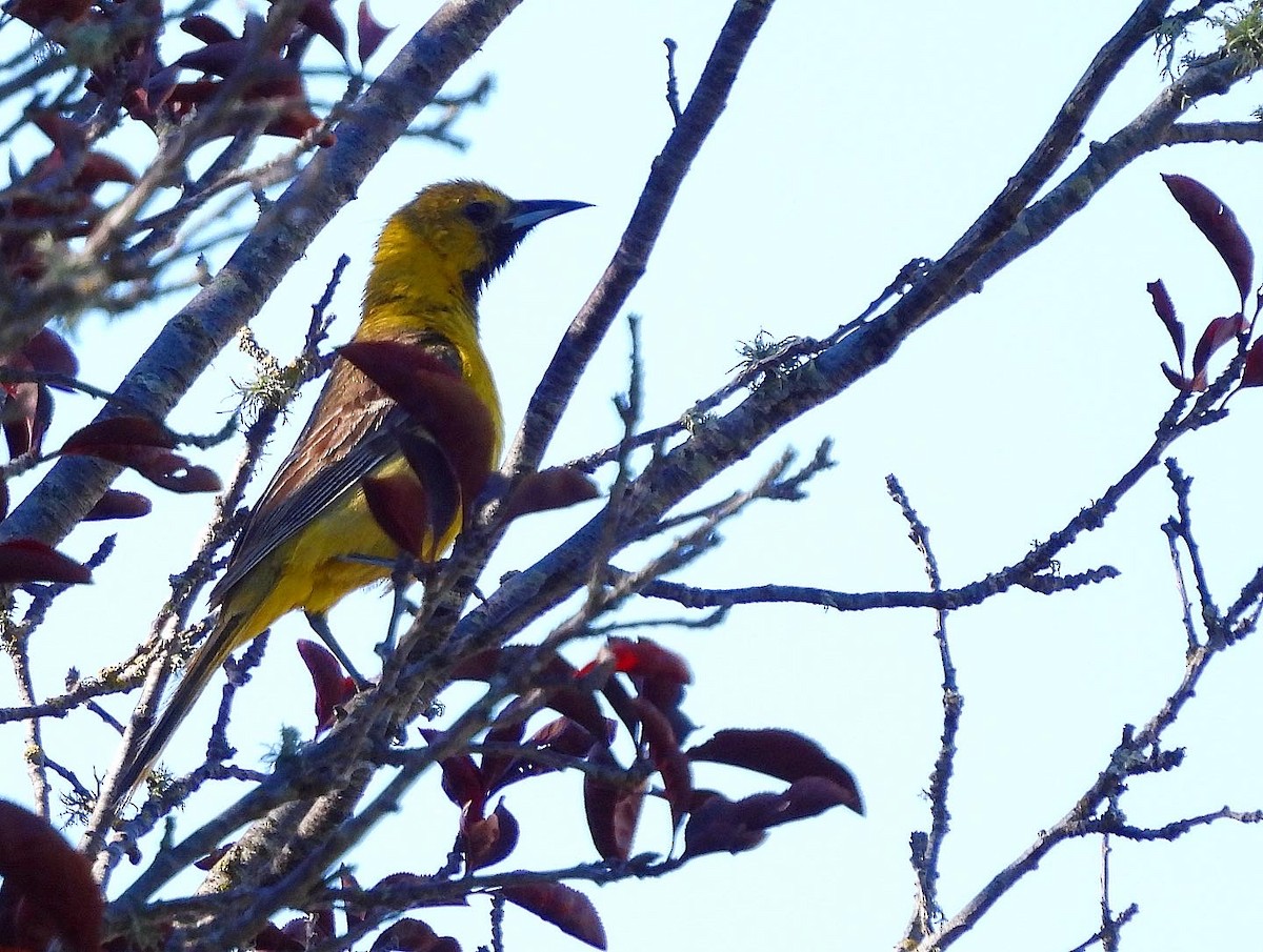 Hooded Oriole - Nick & Jane