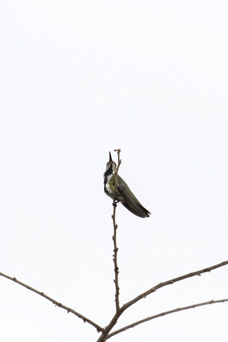 Black-throated Mango (Ecuadorian) - ML465857421