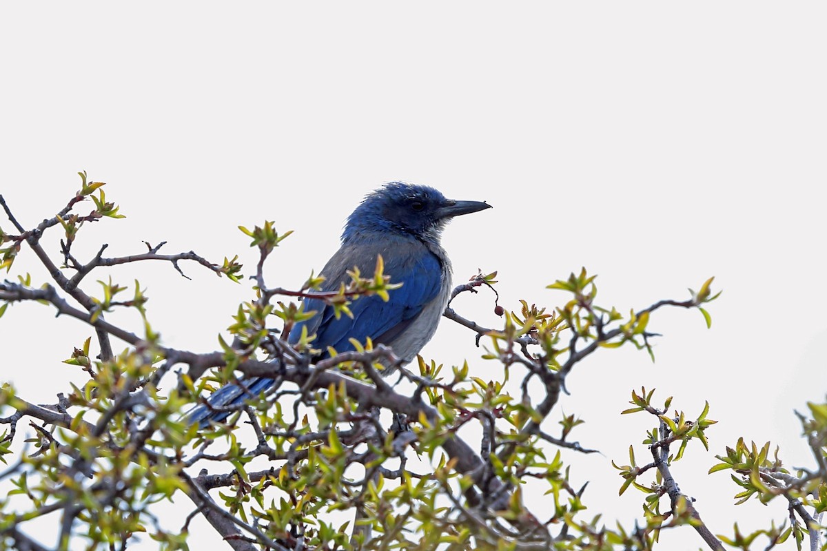 Woodhouse's Scrub-Jay (Woodhouse's) - ML46585761