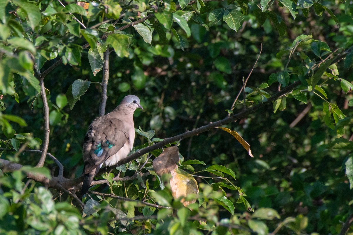 Emerald-spotted Wood-Dove - ML465858011