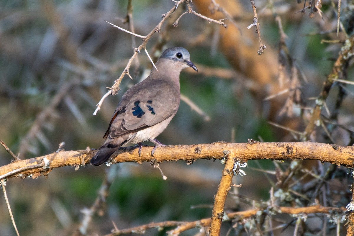 Emerald-spotted Wood-Dove - ML465858031