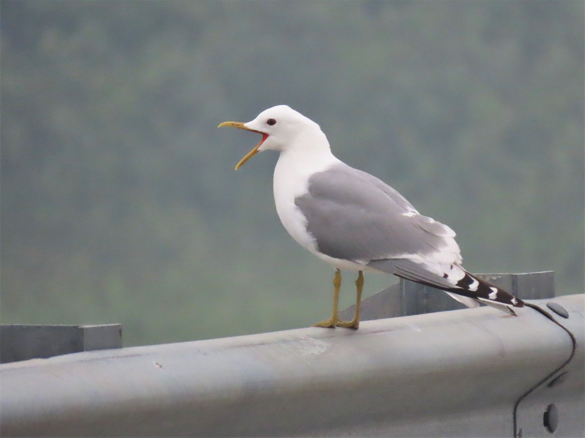Short-billed Gull - ML465860781