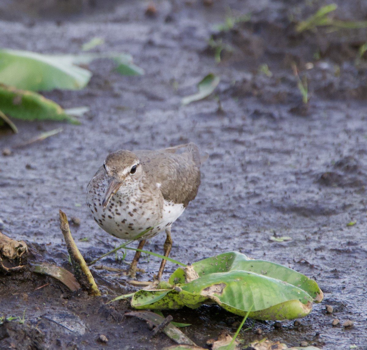 Spotted Sandpiper - ML465861331