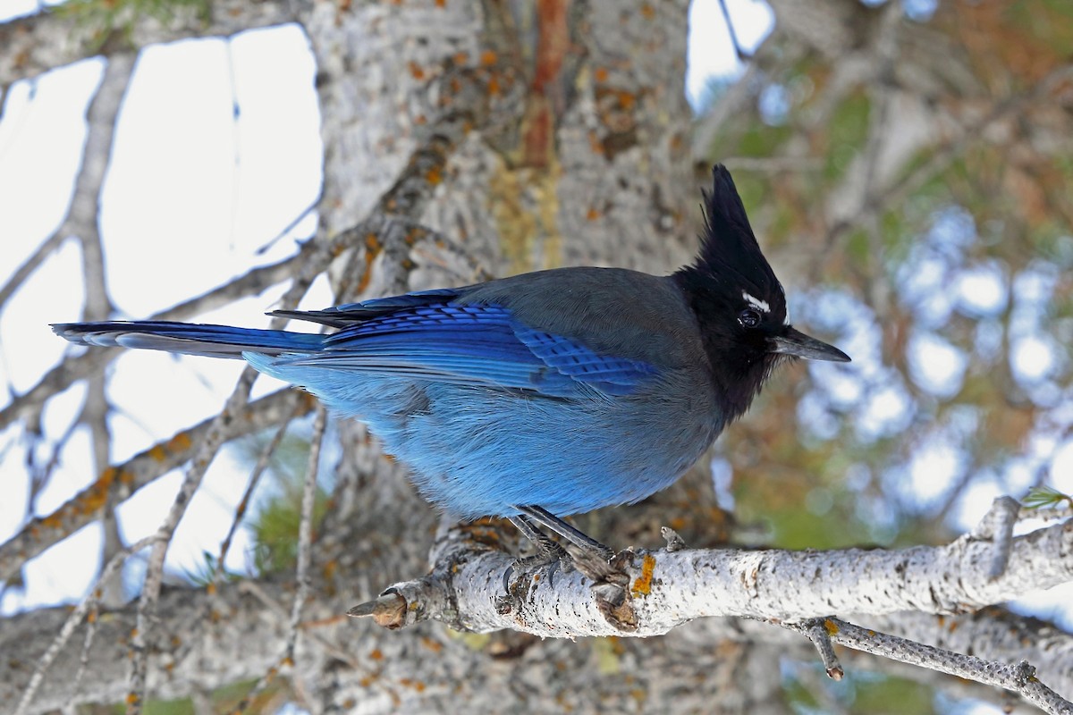 Steller's Jay (Southwest Interior) - ML46586141