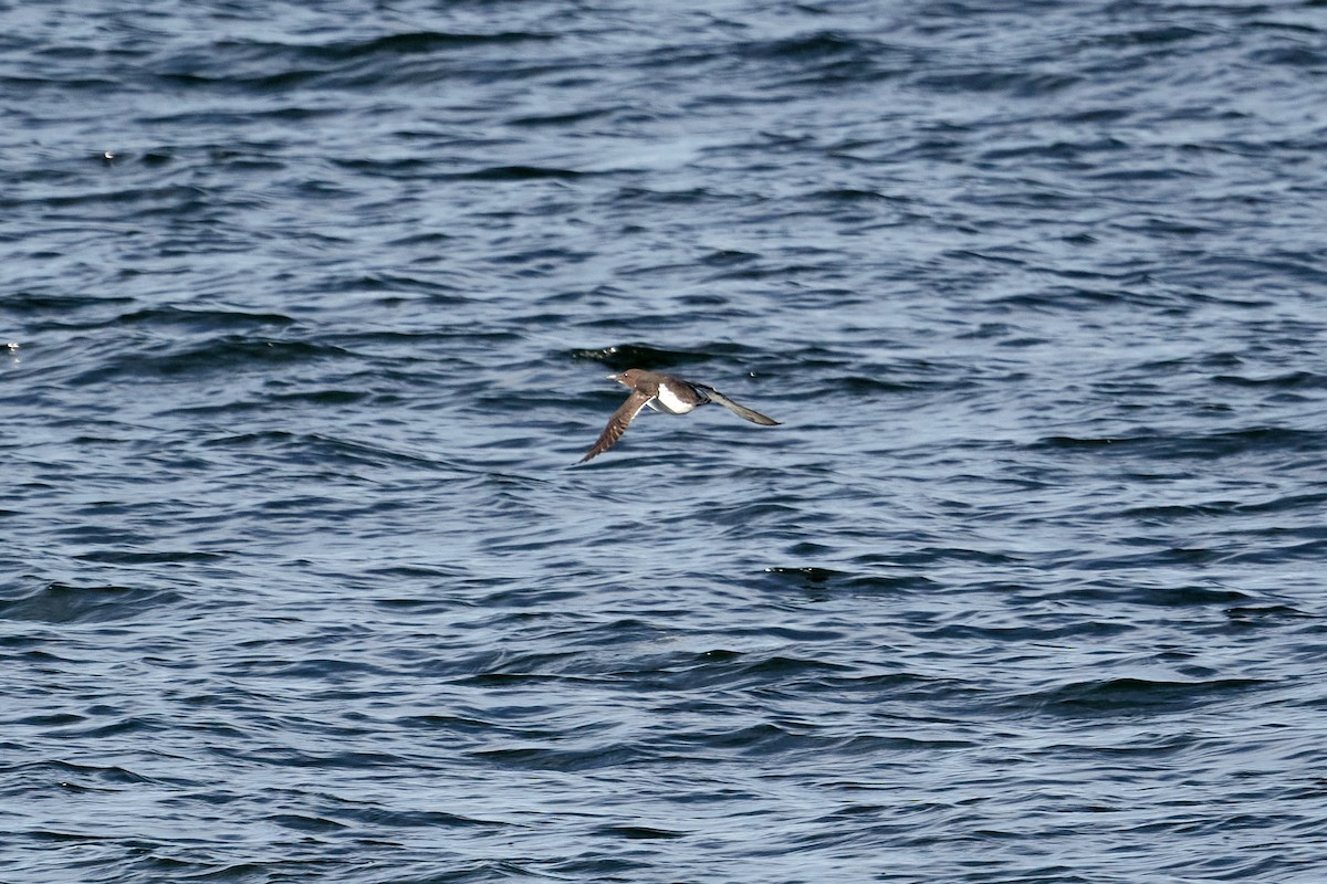 Common Murre - ML465861531