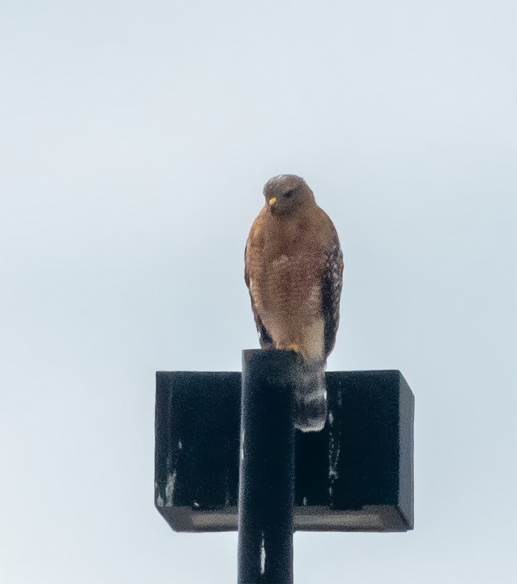 Red-shouldered Hawk - Mary-Rose Hoang