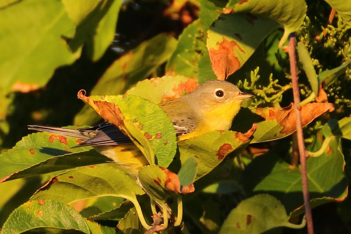 Magnolia Warbler - ML465863011