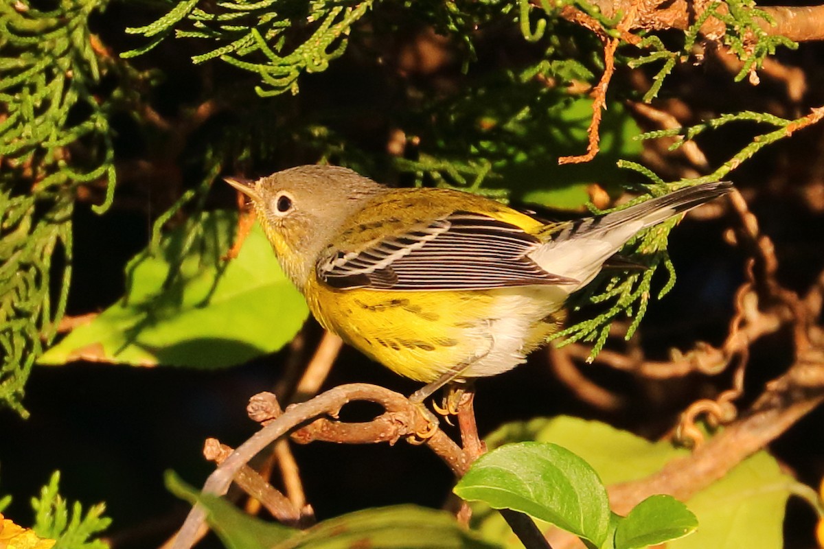 Magnolia Warbler - ML465863021