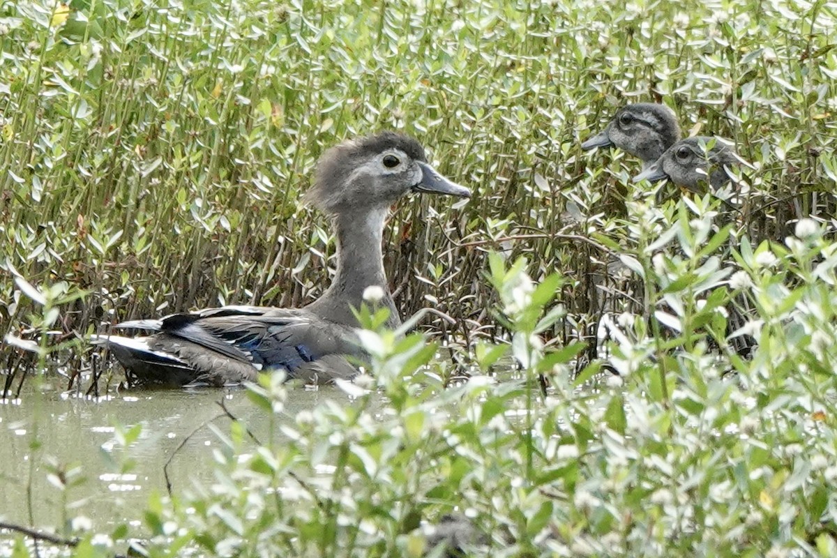 Wood Duck - ML465863391