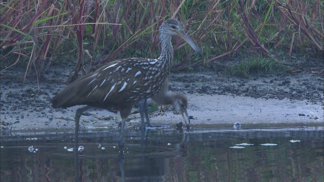 Limpkin (Speckled) - ML465864