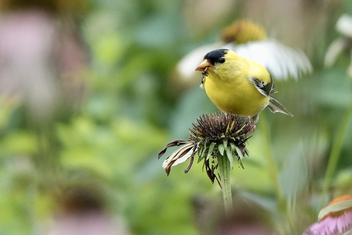 American Goldfinch - ML465864131