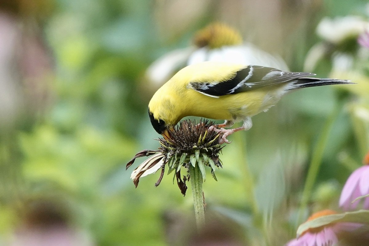 American Goldfinch - ML465864151