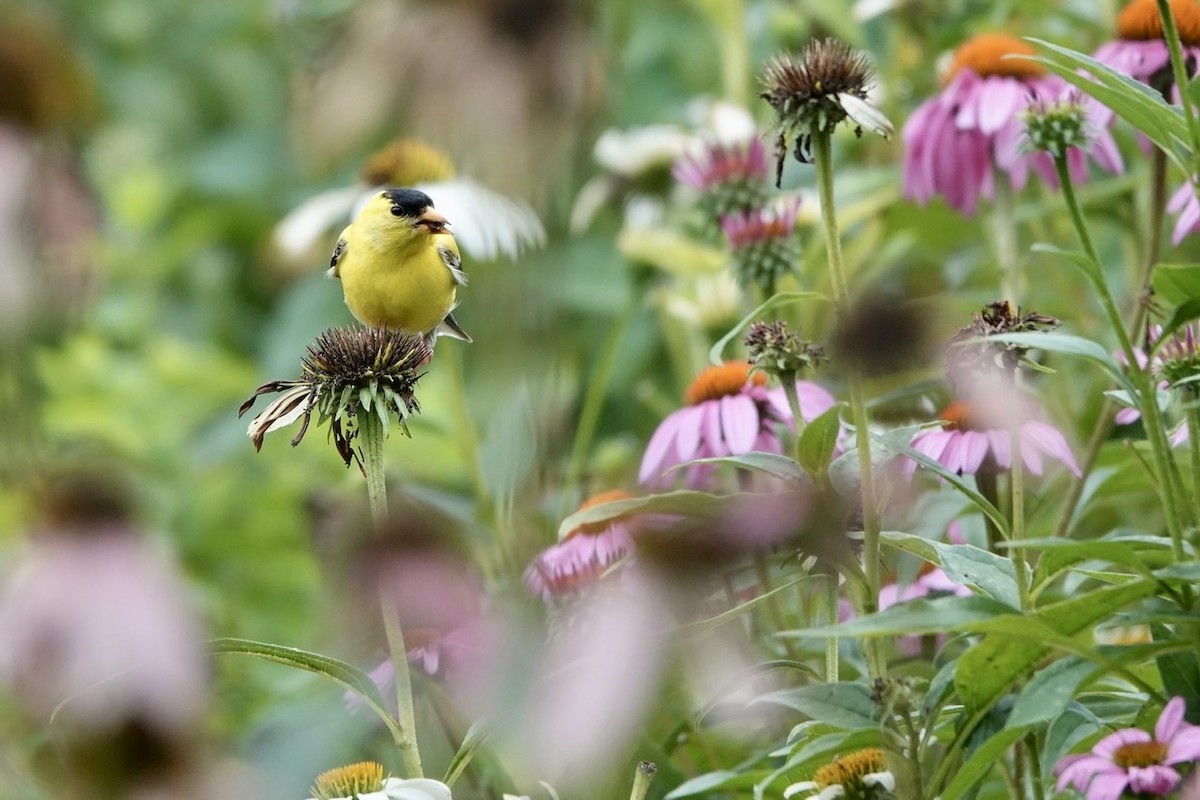 American Goldfinch - ML465864161