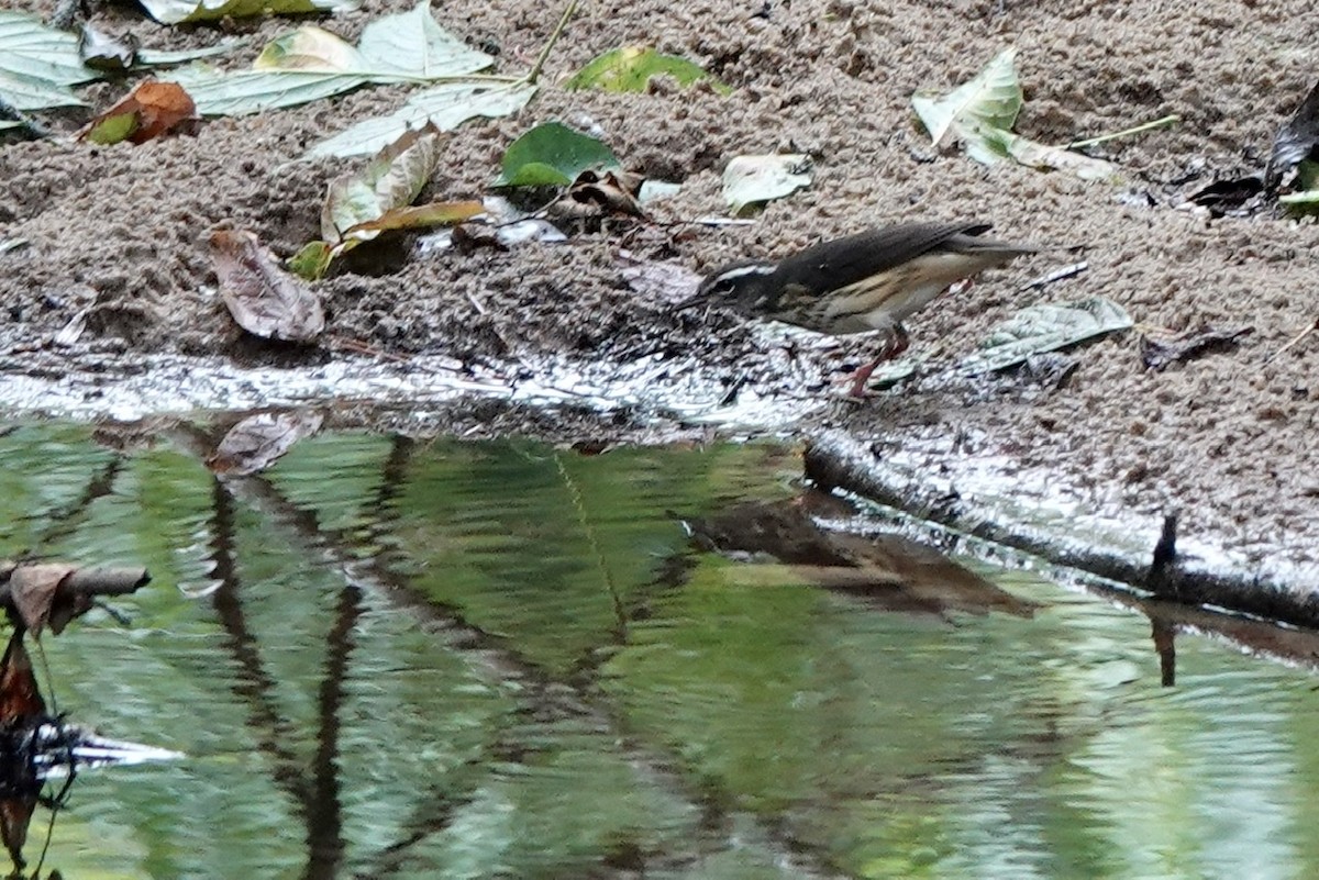 Louisiana Waterthrush - Fleeta Chauvigne